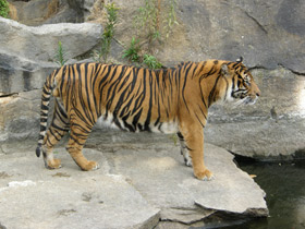 Смотреть фото Тигр Фото Тигр