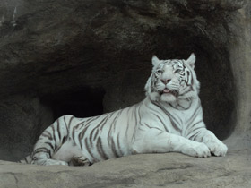 Смотреть фото Тигр Фото Тигр