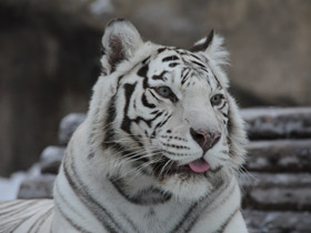 Смотреть фото Тигр Фото Тигр