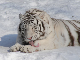 Смотреть фото Тигр Фото Тигр