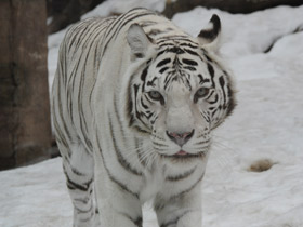 Смотреть фото Тигр Фото Тигр