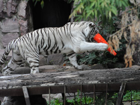 Смотреть фото Тигр Фото Тигр