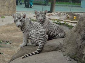 Смотреть фото Тигр Фото Тигр