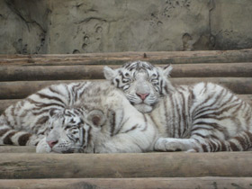 Смотреть фото Тигр Фото Тигр