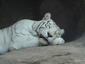 Смотреть фото Тигр Фото Тигр