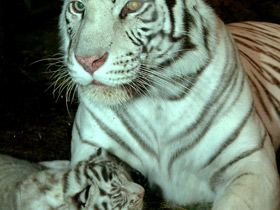 Смотреть фото Тигр Фото Тигр