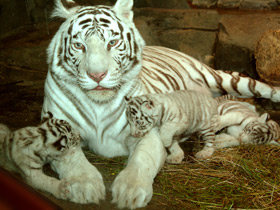 Смотреть фото Тигр Фото Тигр