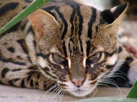 Бенгальская кошка