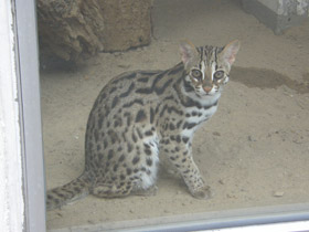 Смотреть фото Бенгальская кошка Фото Бенгальская кошка