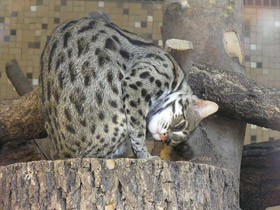 Смотреть фото Бенгальская кошка Фото Бенгальская кошка