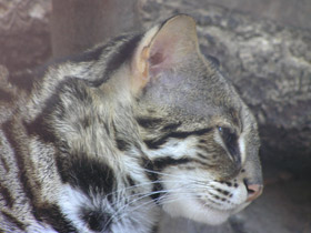 Смотреть фото Бенгальская кошка Фото Бенгальская кошка