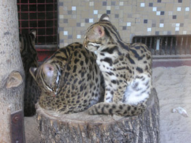 Смотреть фото Бенгальская кошка Фото Бенгальская кошка