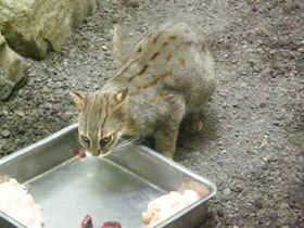 Смотреть фото Ржавая кошка Фото Ржавая кошка