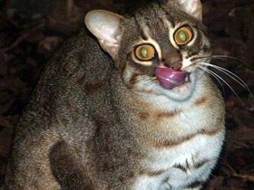 Ржавая кошка