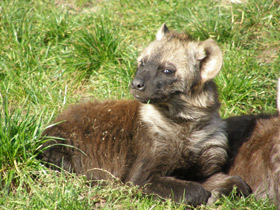 Смотреть фото Пятнистая гиена Фото Пятнистая гиена