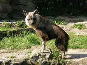 Фото Самые непохожие