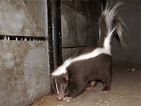 Фото Полосатый скунс