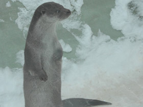 Смотреть фото Обыкновенная выдра Фото Обыкновенная выдра