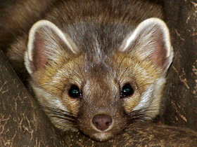 Фото Неожиданная арифметика — сколько весит медвежонок