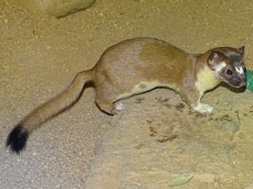 Смотреть фото Длиннохвостая ласка Фото Длиннохвостая ласка