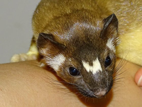 Смотреть фото Длиннохвостая ласка Фото Длиннохвостая ласка