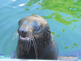 Смотреть фото Северный морской котик Фото Северный морской котик