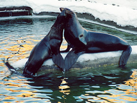 Северный морской котик