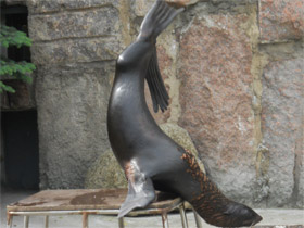 Смотреть фото Северный морской котик Фото Северный морской котик