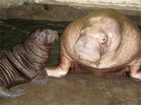 Смотреть фото Морж Фото Морж