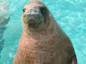 Фото Кошки или собаки?