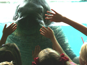 Смотреть фото Морж Фото Морж