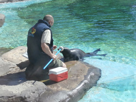 Смотреть фото Обыкновенный тюлень Фото Обыкновенный тюлень