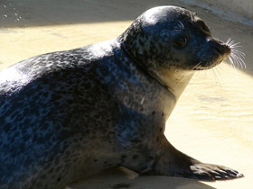 Смотреть фото Самые массивные животные на планете Фото Самые массивные животные на планете