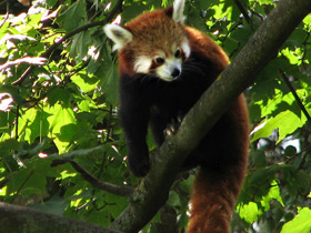 Смотреть фото Малая панда: единственная в своем семействе Фото Малая панда: единственная в своем семействе