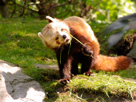 Смотреть фото Малая панда: единственная в своем семействе Фото Малая панда: единственная в своем семействе