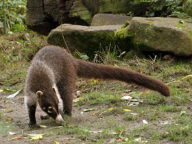 Смотреть фото Обыкновенная носуха: крупный мелкий хищник Фото Обыкновенная носуха: крупный мелкий хищник