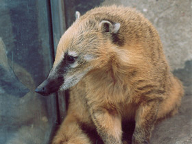 Смотреть фото Обыкновенная носуха Фото Обыкновенная носуха