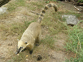 Смотреть фото Обыкновенная носуха Фото Обыкновенная носуха