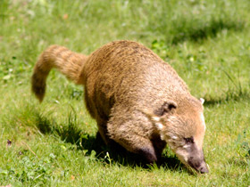 Смотреть фото Обыкновенная носуха Фото Обыкновенная носуха