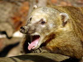 Обыкновенная носуха: крупный мелкий хищник