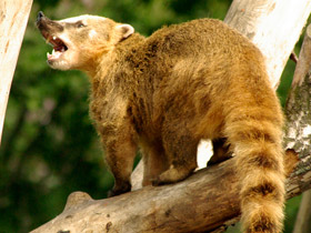 Обыкновенная носуха