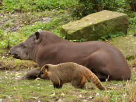 Смотреть фото Обыкновенная носуха Фото Обыкновенная носуха
