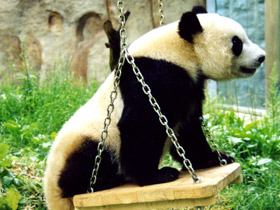 Смотреть фото Большая панда (Бамбуковый медведь) Фото Большая панда (Бамбуковый медведь)