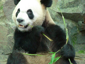 Смотреть фото Большая панда (Бамбуковый медведь) Фото Большая панда (Бамбуковый медведь)