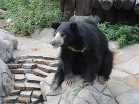 Смотреть фото Губач Фото Губач