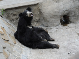 Смотреть фото Губач Фото Губач