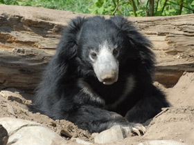 Смотреть фото Губач Фото Губач