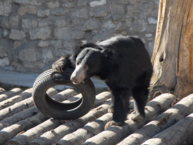 Смотреть фото Губач Фото Губач