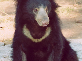Смотреть фото Губач Фото Губач