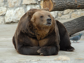 Смотреть фото Бурый медведь Фото Бурый медведь